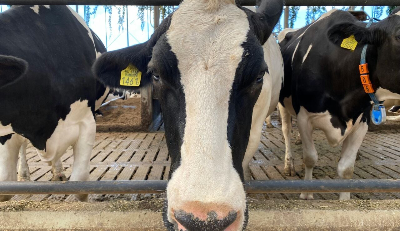 Vacas lecheras