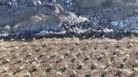Las plátaneras crecen en el volcán de La Palma