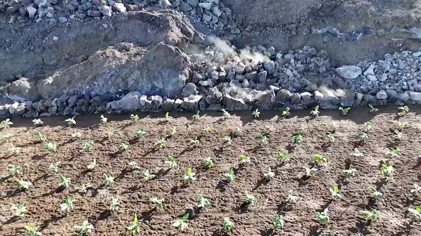 Las plátaneras crecen en el volcán de La Palma Las plátaneras crecen en el volcán de La Palma