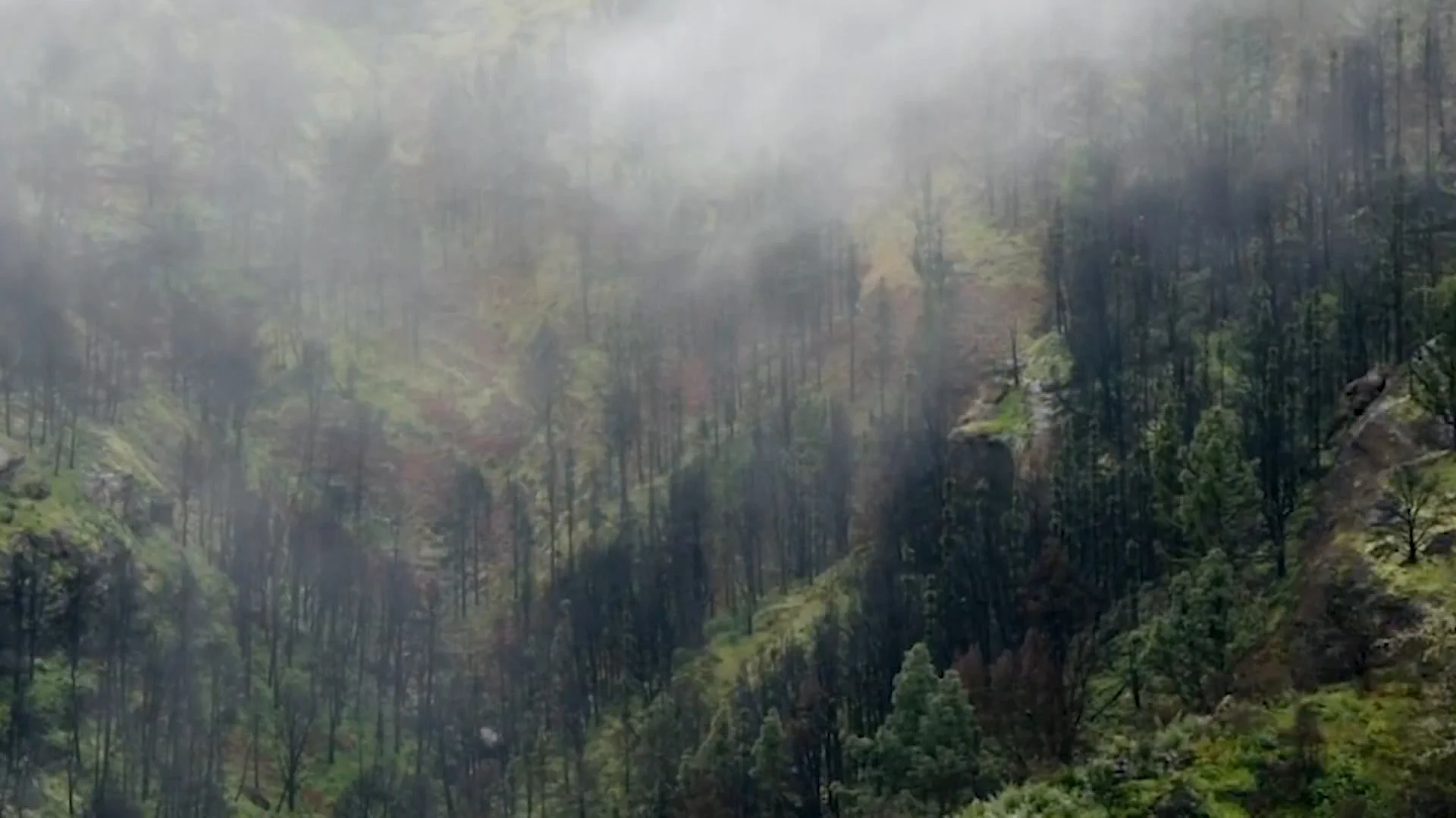 Gran Canaria atrapa la niebla mediante un sistema innovador para luchar contra la desertificación Gran Canaria atrapa la niebla mediante un sistema innovador para luchar contra la desertificación