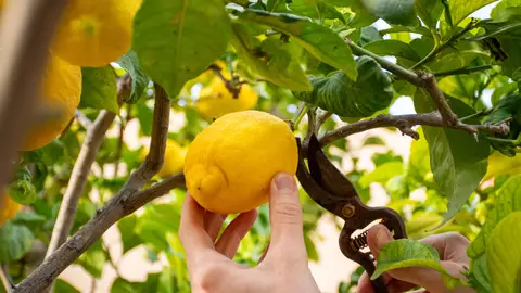 Persona recogiendo limones Persona recogiendo limones