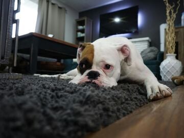 Perro sobre una alfombra