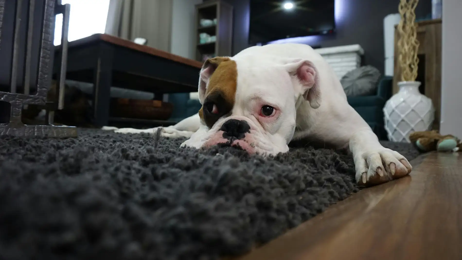 Perro sobre una alfombra
