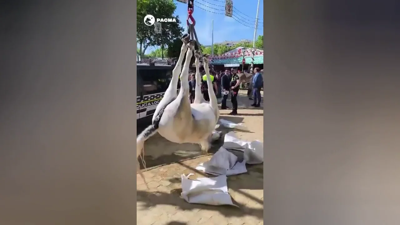 Muere una yegua en la Feria de Abril de Sevilla