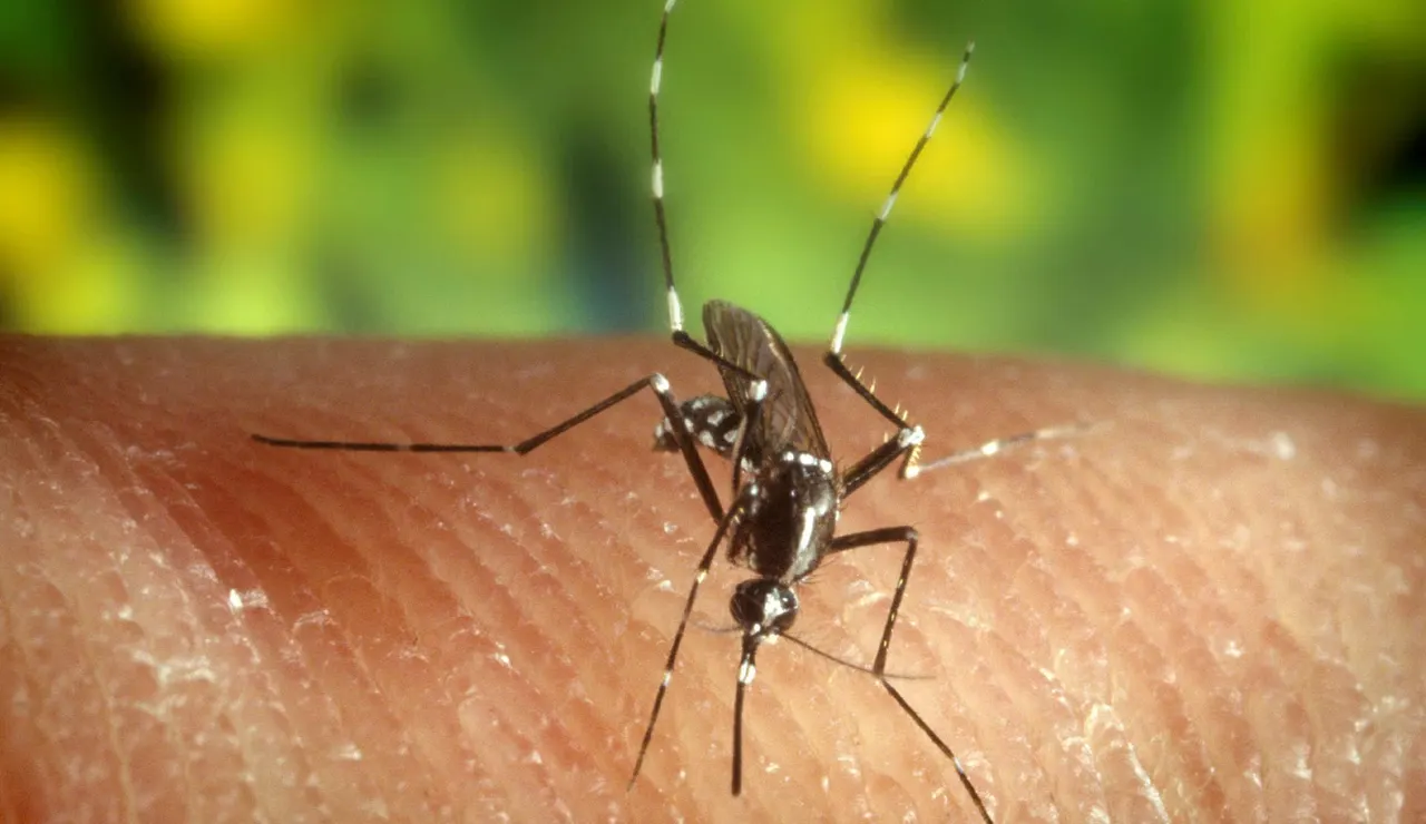 Mosquito &quot;Anopheles quadrimaculatus&quot;, portador del virus del Nilo