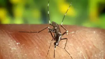 Mosquito "Anopheles quadrimaculatus", portador del virus del Nilo