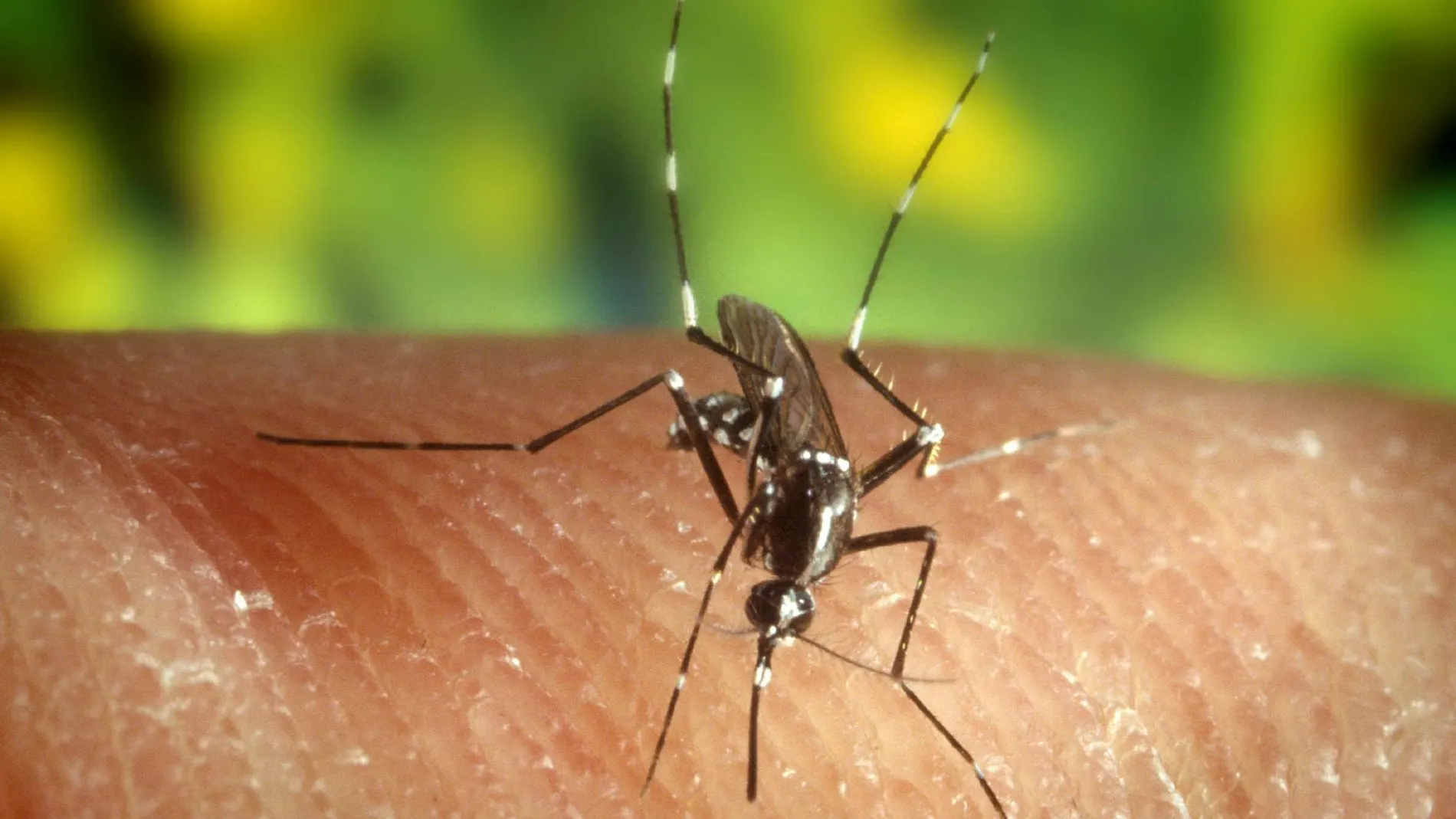 Mosquito &quot;Anopheles quadrimaculatus&quot;, portador del virus del Nilo