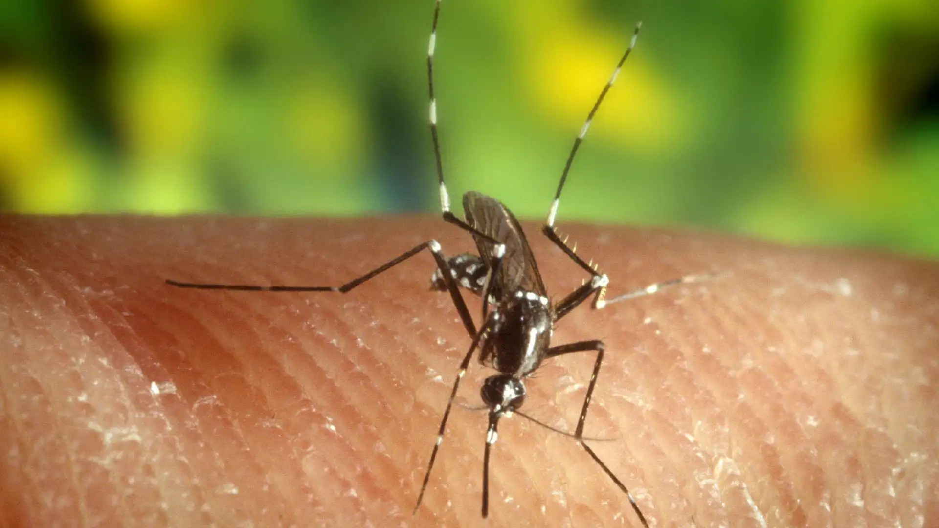 Mosquito "Anopheles quadrimaculatus", portador del virus del Nilo Mosquito "Anopheles quadrimaculatus", portador del virus del Nilo