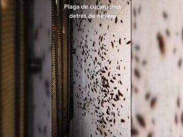 La casa de Teresa, asediada de cucarachas de todo tipo capaces de sobrevivir a los insecticidas 