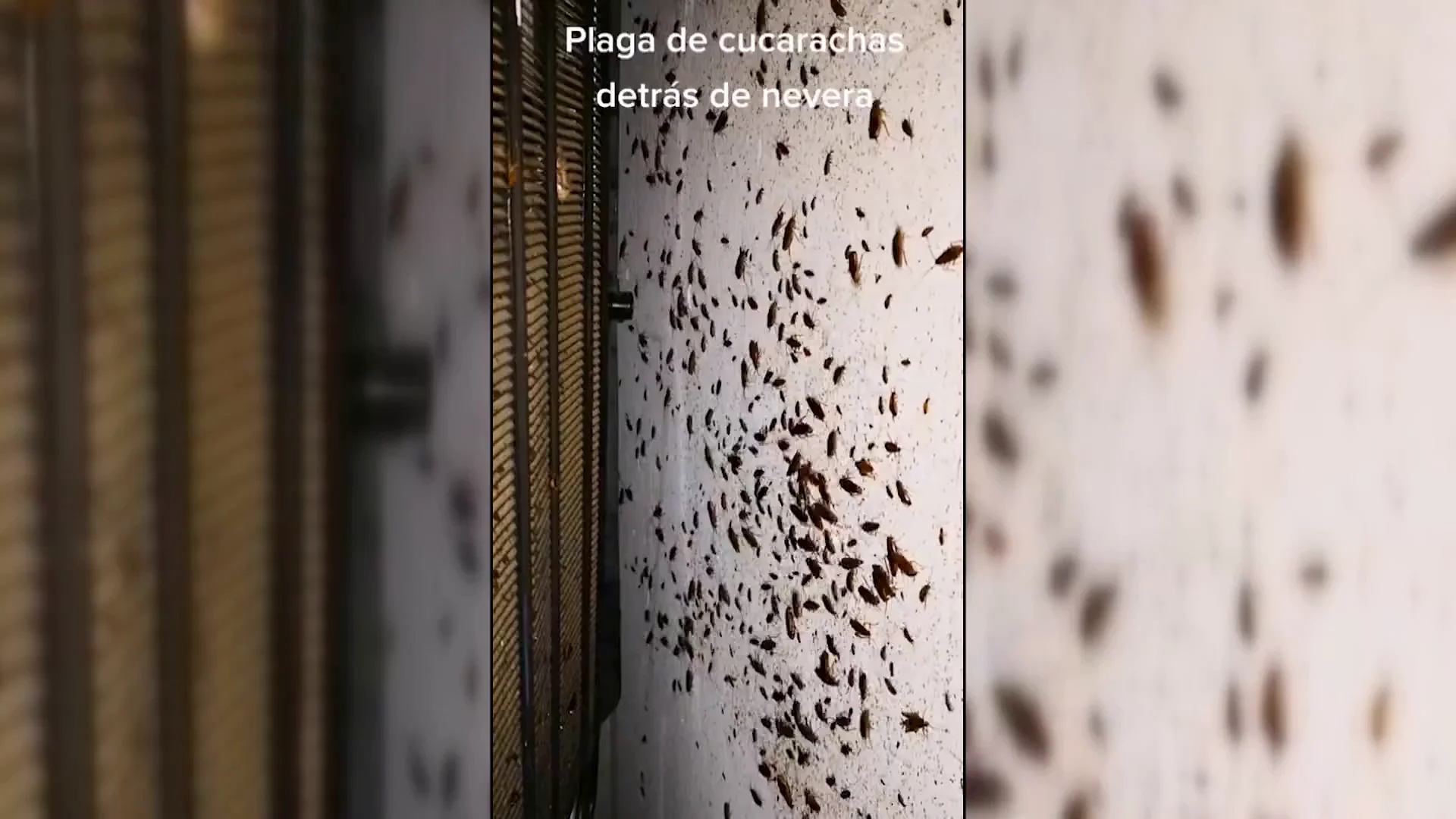 La casa de Teresa, asediada de cucarachas de todo tipo capaces de sobrevivir a los insecticidas 