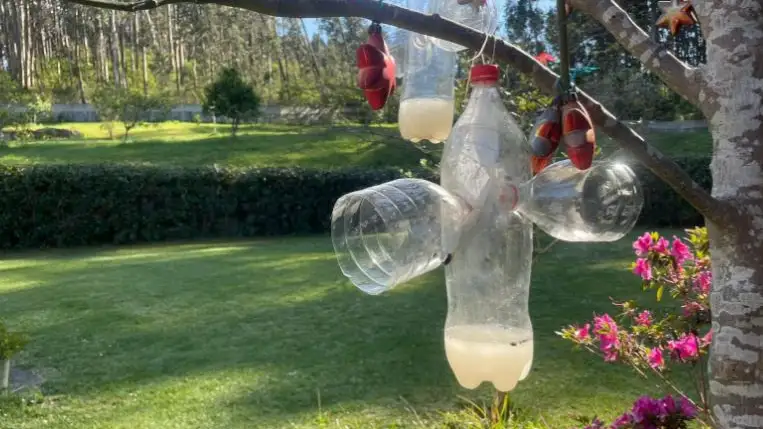 Imagen de una trampa casera para avispas velutinas Imagen de una trampa casera para avispas velutinas