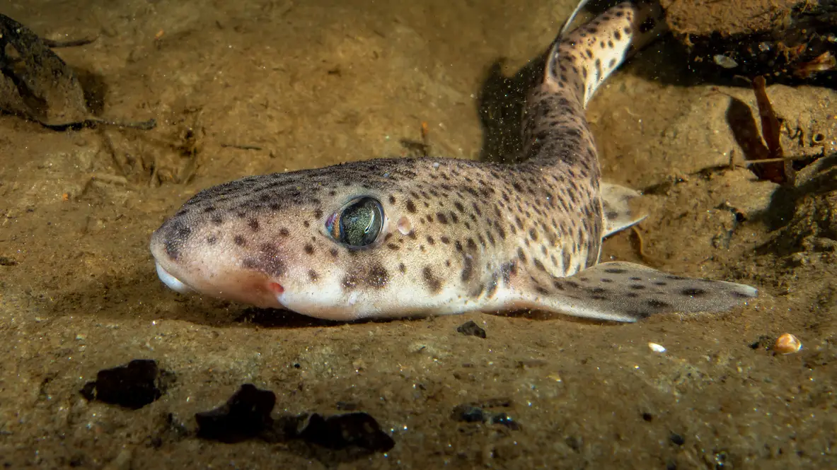 Casi la mitad de las especies de interés pesquero del Mediterráneo han cambiado su distribución Casi la mitad de las especies de interés pesquero del Mediterráneo han cambiado su distribución