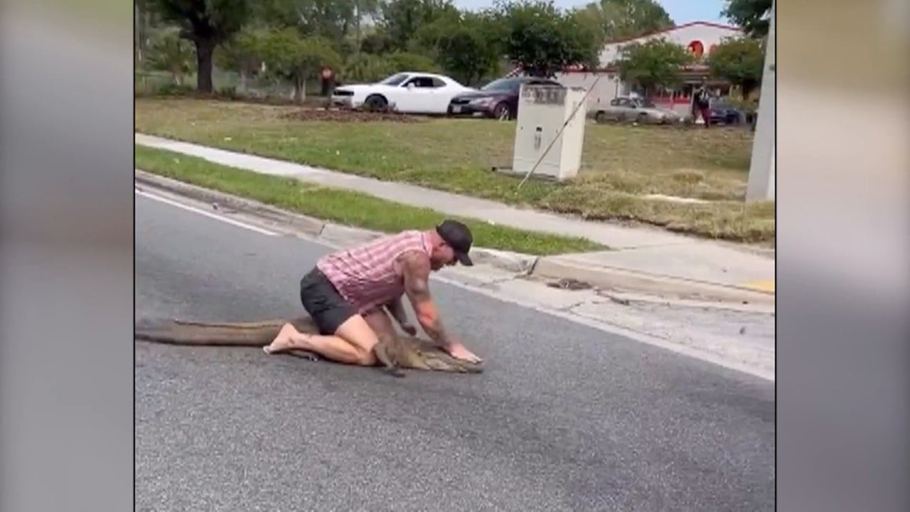 Vídeo | Un hombre captura a un cocodrilo de grandes dimensiones con sus propias manos en plena calle