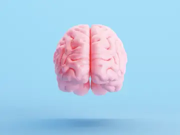 Desvelan el mecanismo que evita los conflictos en la actividad de las células madre del cerebro Desvelan el mecanismo que evita los conflictos en la actividad de las células madre del cerebro