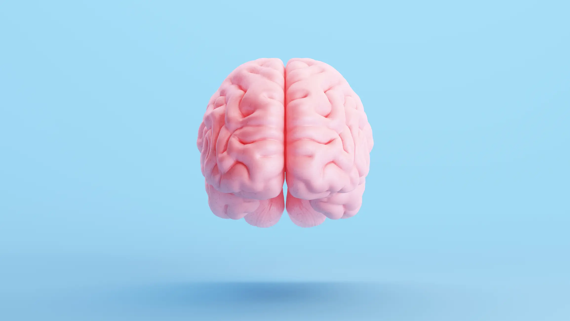 Desvelan el mecanismo que evita los conflictos en la actividad de las células madre del cerebro Desvelan el mecanismo que evita los conflictos en la actividad de las células madre del cerebro