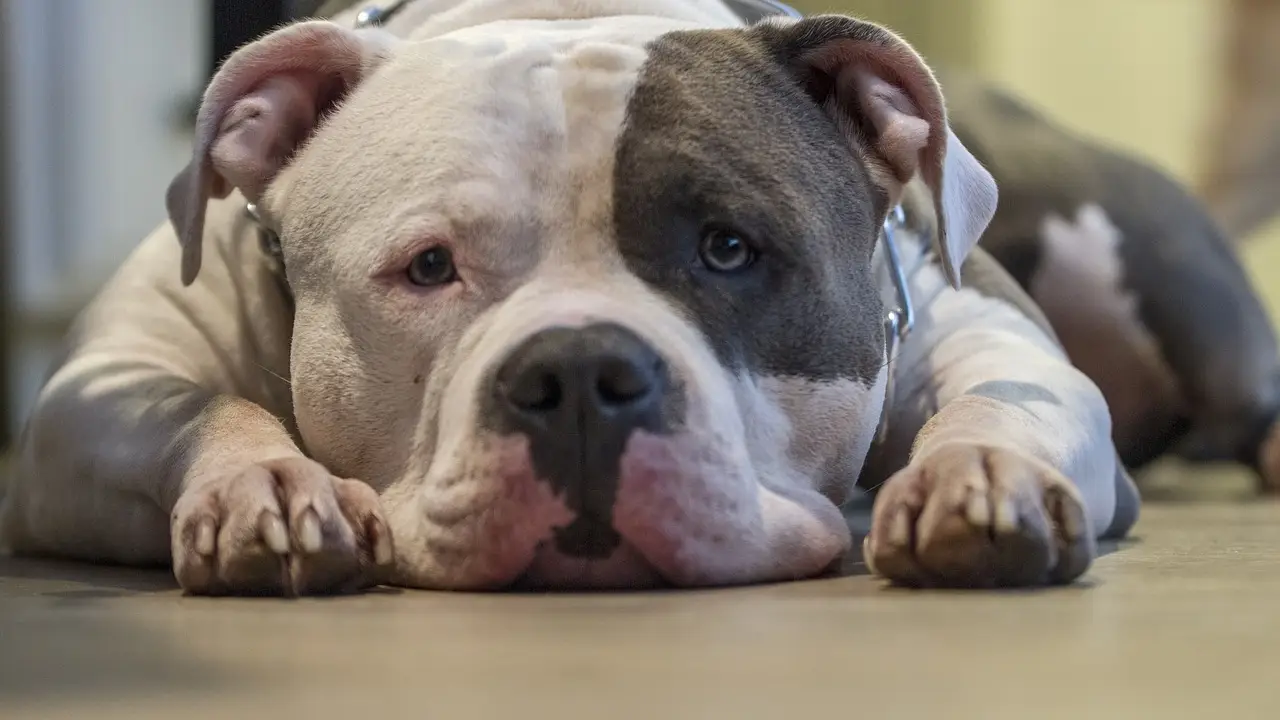 Imagen de archivo de un American Bully Imagen de archivo de un American Bully
