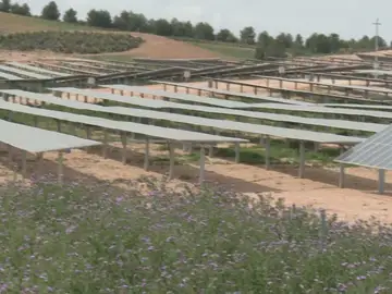 Un campo de cultivo junto a placas solares