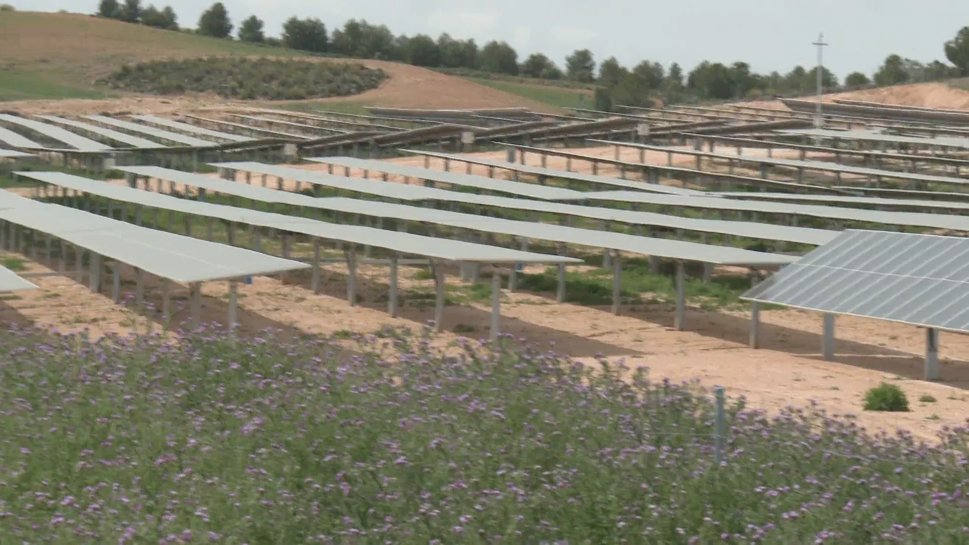 Un campo de cultivo junto a placas solares