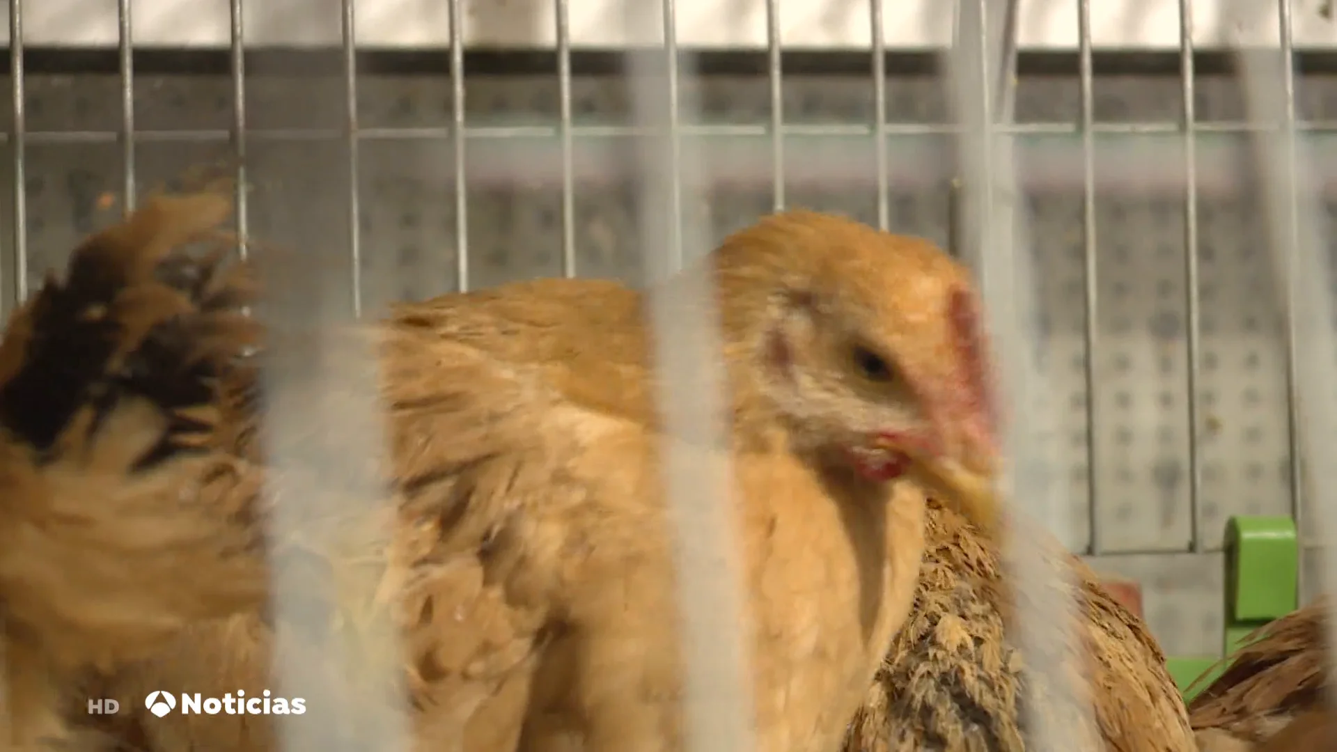 Imagen de un gallinero