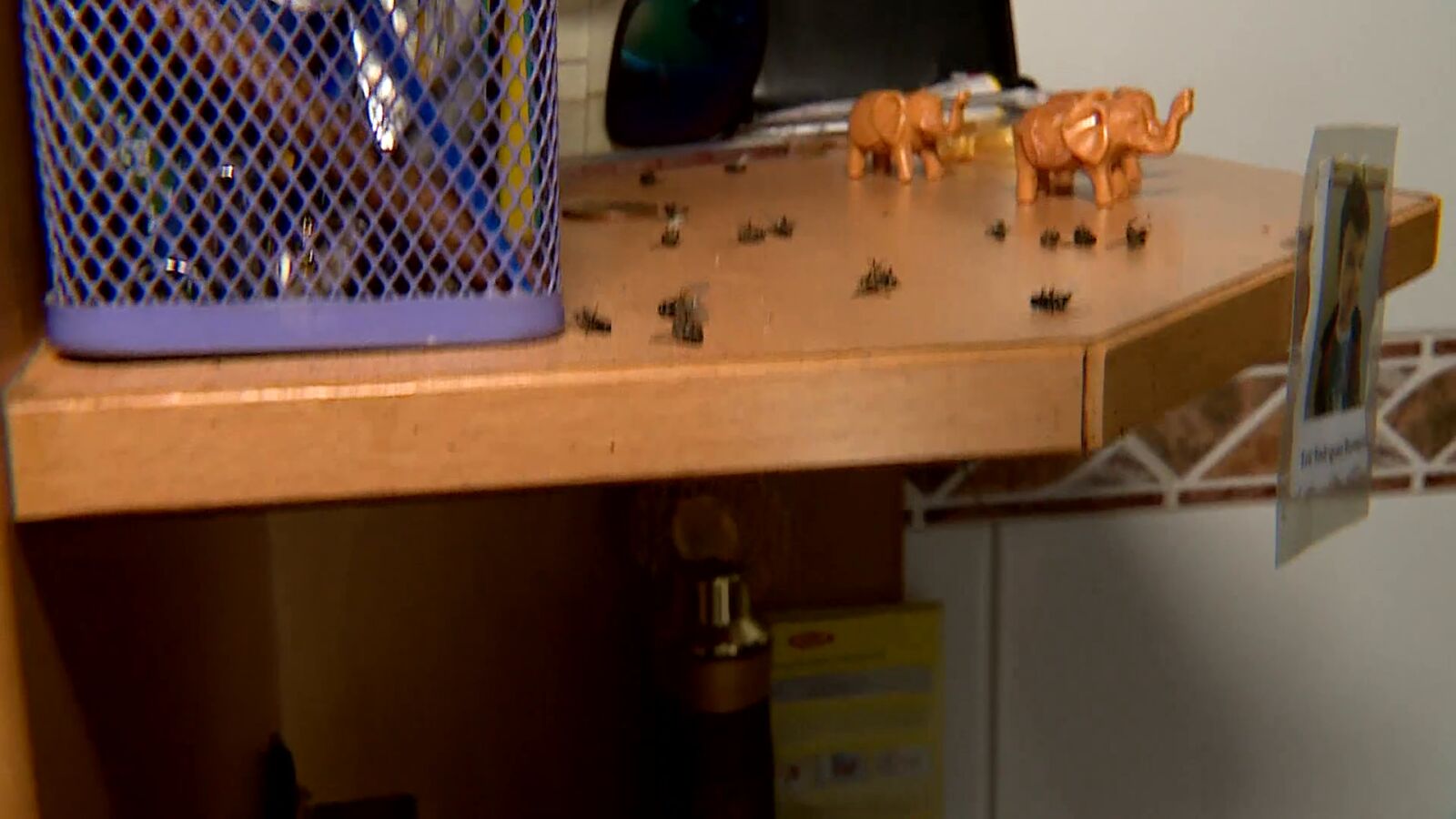 Plaga de moscas en Tomiño, en Pontevedra: 