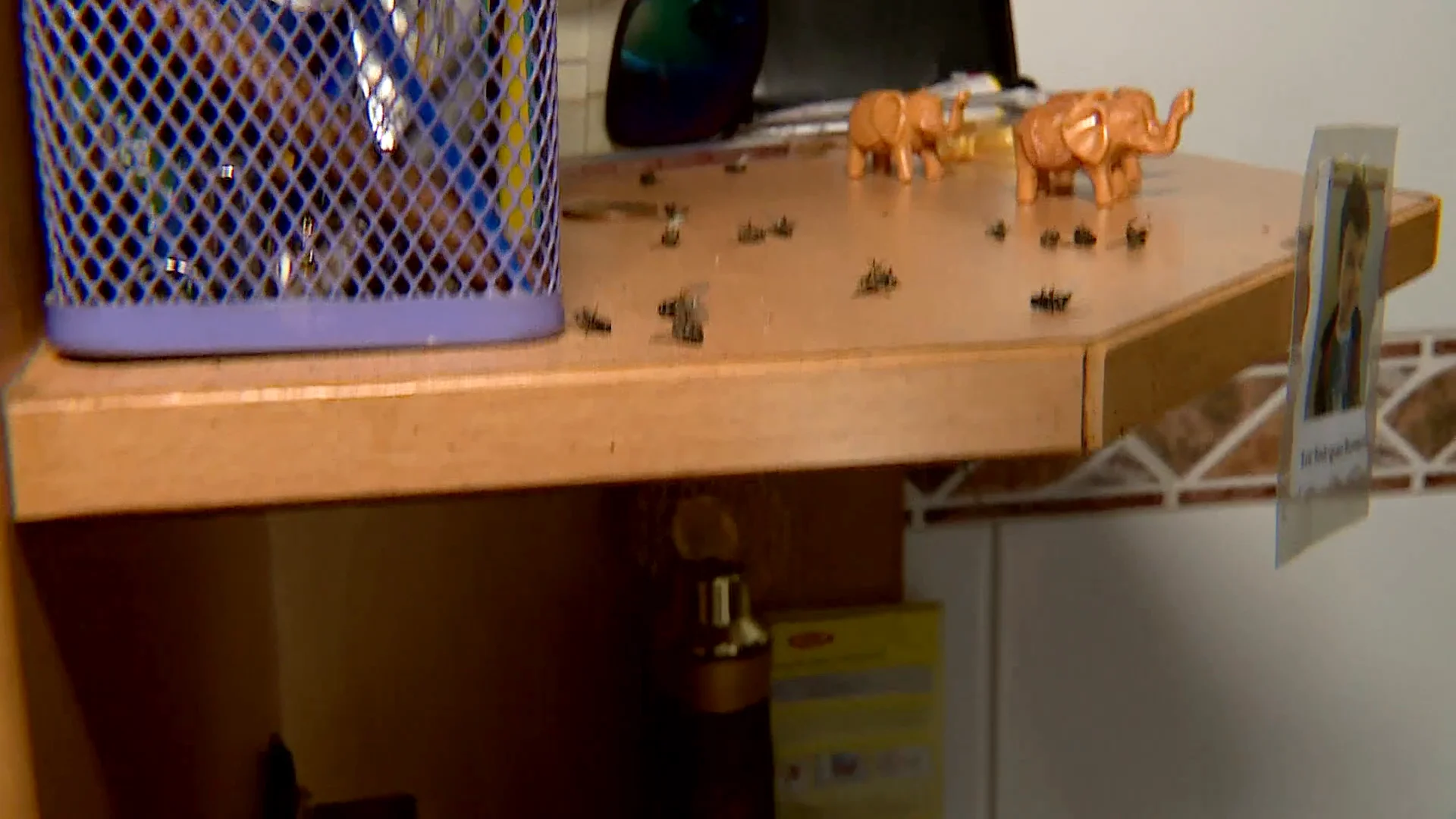 Plaga de moscas en Tormi&ntilde;o, en Pontevedra