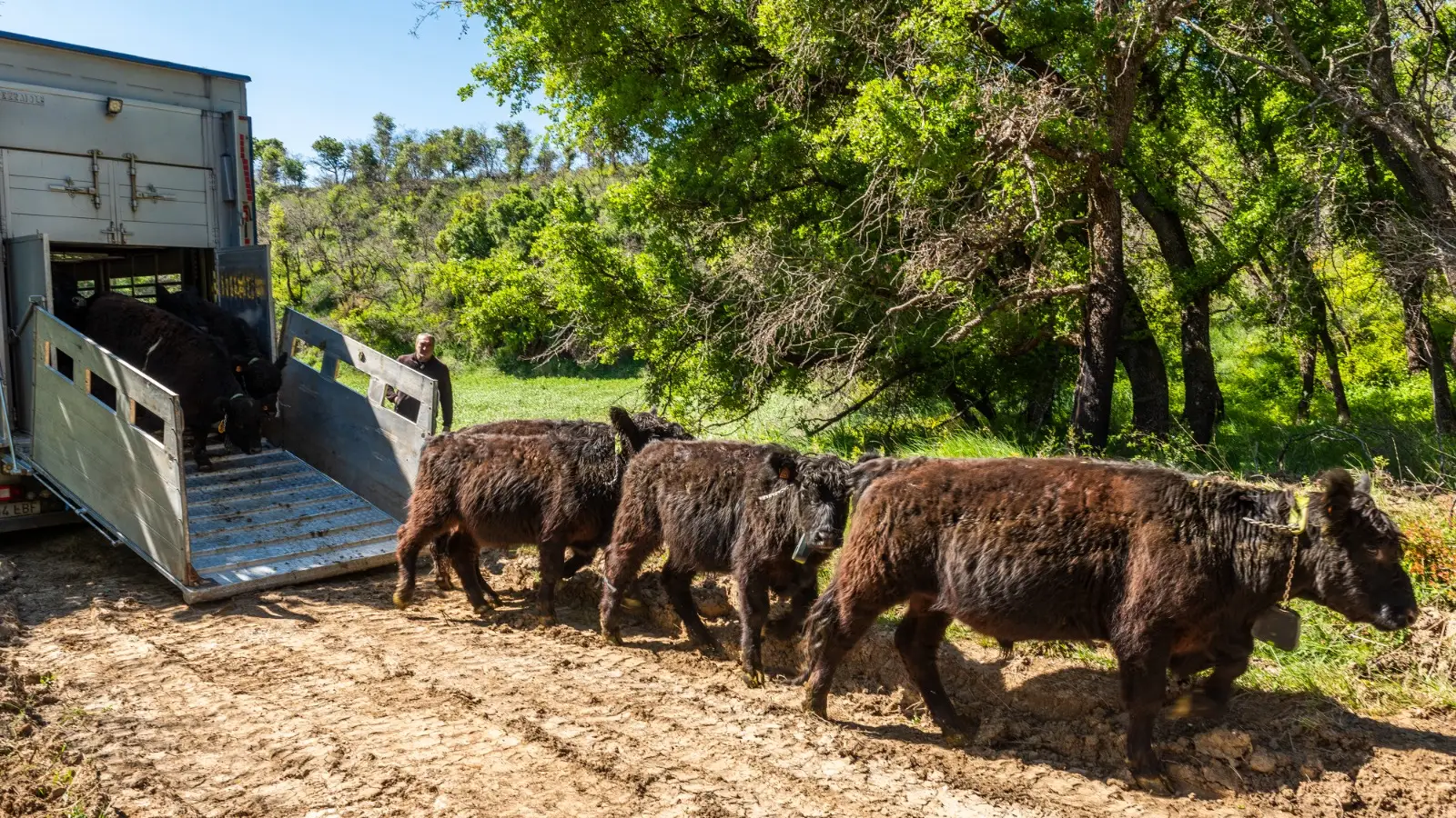 Las vacas bomberas de Navarra Las vacas bomberas de Navarra
