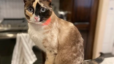 Una gata sobrevive seis días encerrada en una caja de mensajería La gata Galena, de vuelta en casa