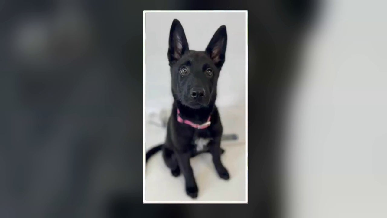 Vídeo | Los dueños de un perro de tres meses abandonan a su mascota en un parking y se dan a la fuga