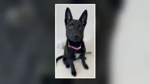 Cachorro abandonado Cachorro abandonado