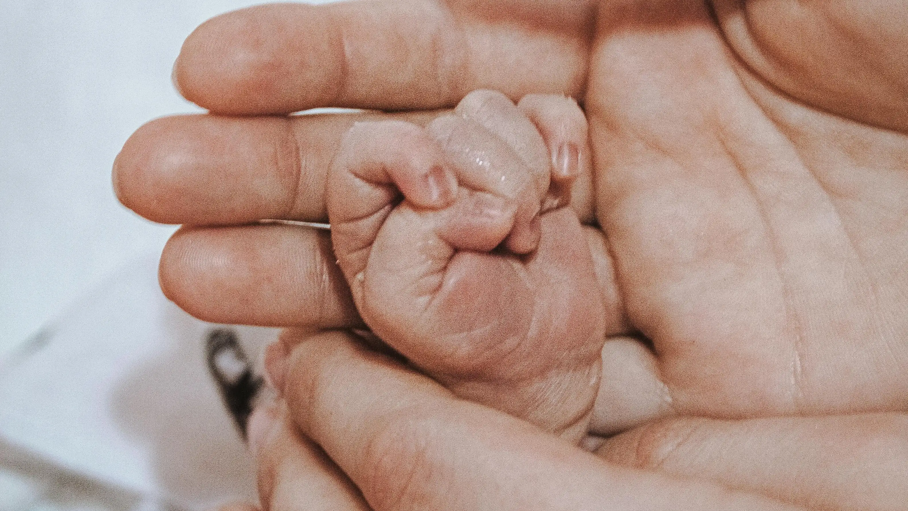 Persona sosteniendo la mano de un bebé Persona sosteniendo la mano de un bebé