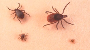 Imagen de garrapatas