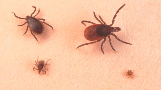 Imagen de garrapatas