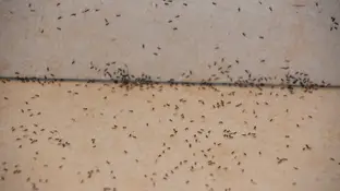 Suelo con hormigas Suelo con hormigas