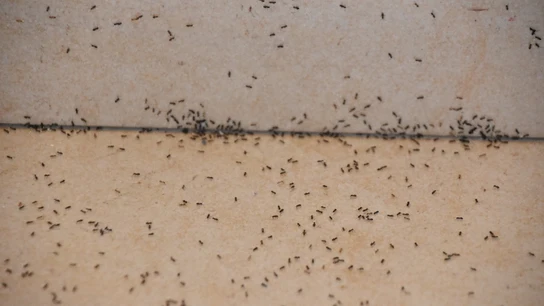 Suelo con hormigas Suelo con hormigas