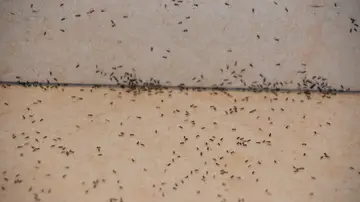 Suelo con hormigas Suelo con hormigas