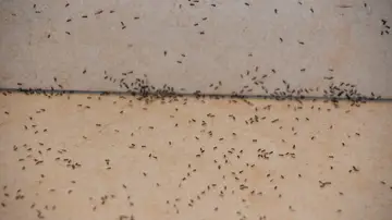 Suelo con hormigas
