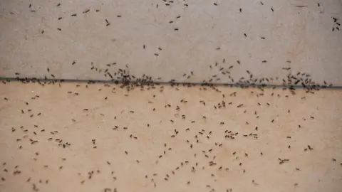 Suelo con hormigas Suelo con hormigas