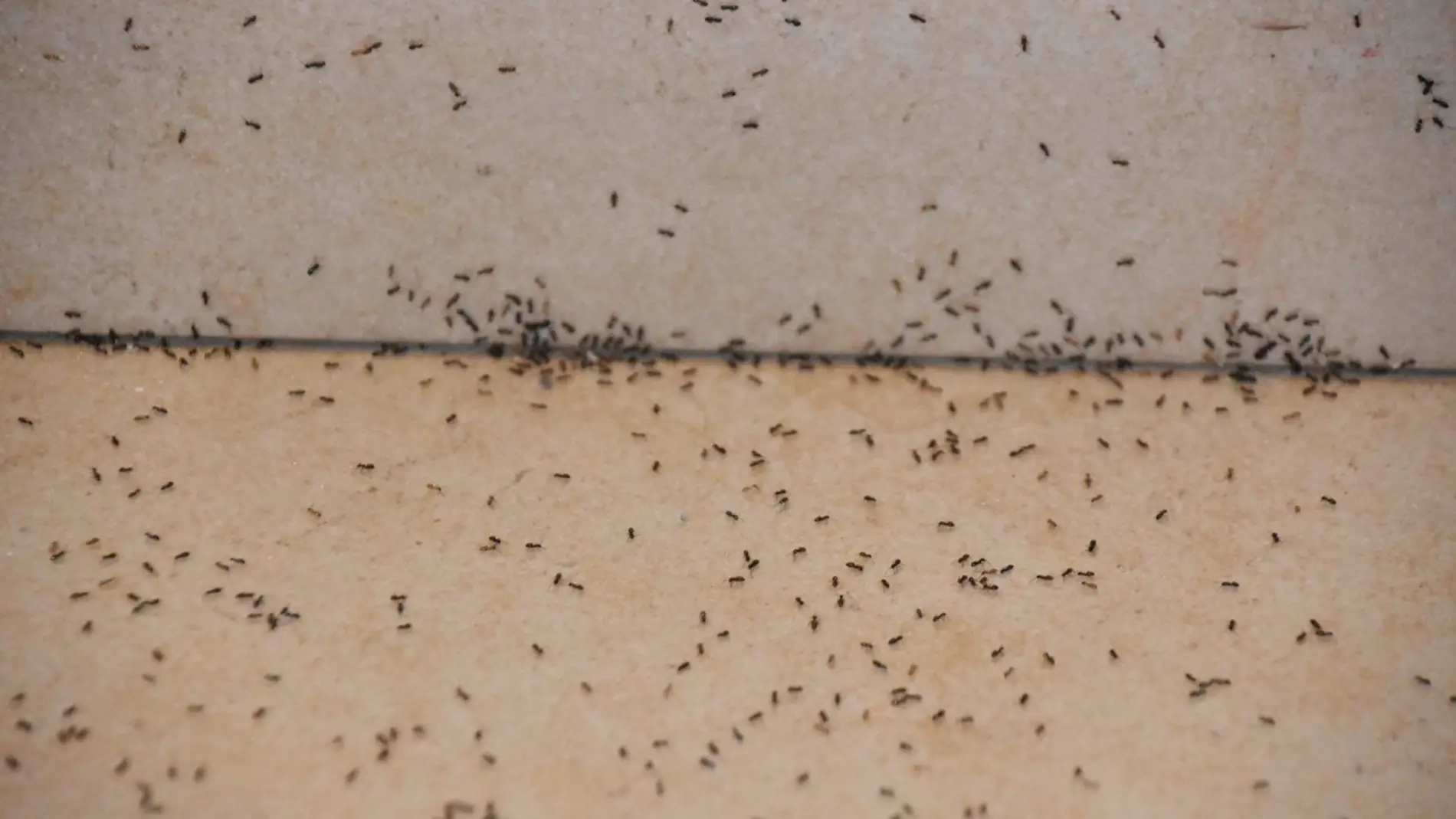 Suelo con hormigas Suelo con hormigas