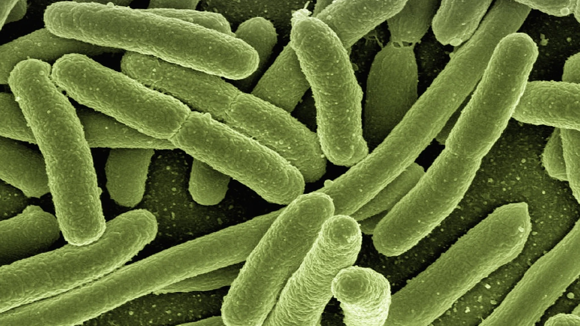 bacterias bacterias
