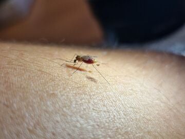 Un estudio analiza la distribución de los mosquitos transmisores de la malaria en España
