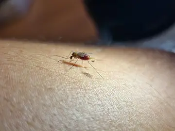 Un estudio analiza la distribución de los mosquitos transmisores de la malaria en España Un estudio analiza la distribución de los mosquitos transmisores de la malaria en España