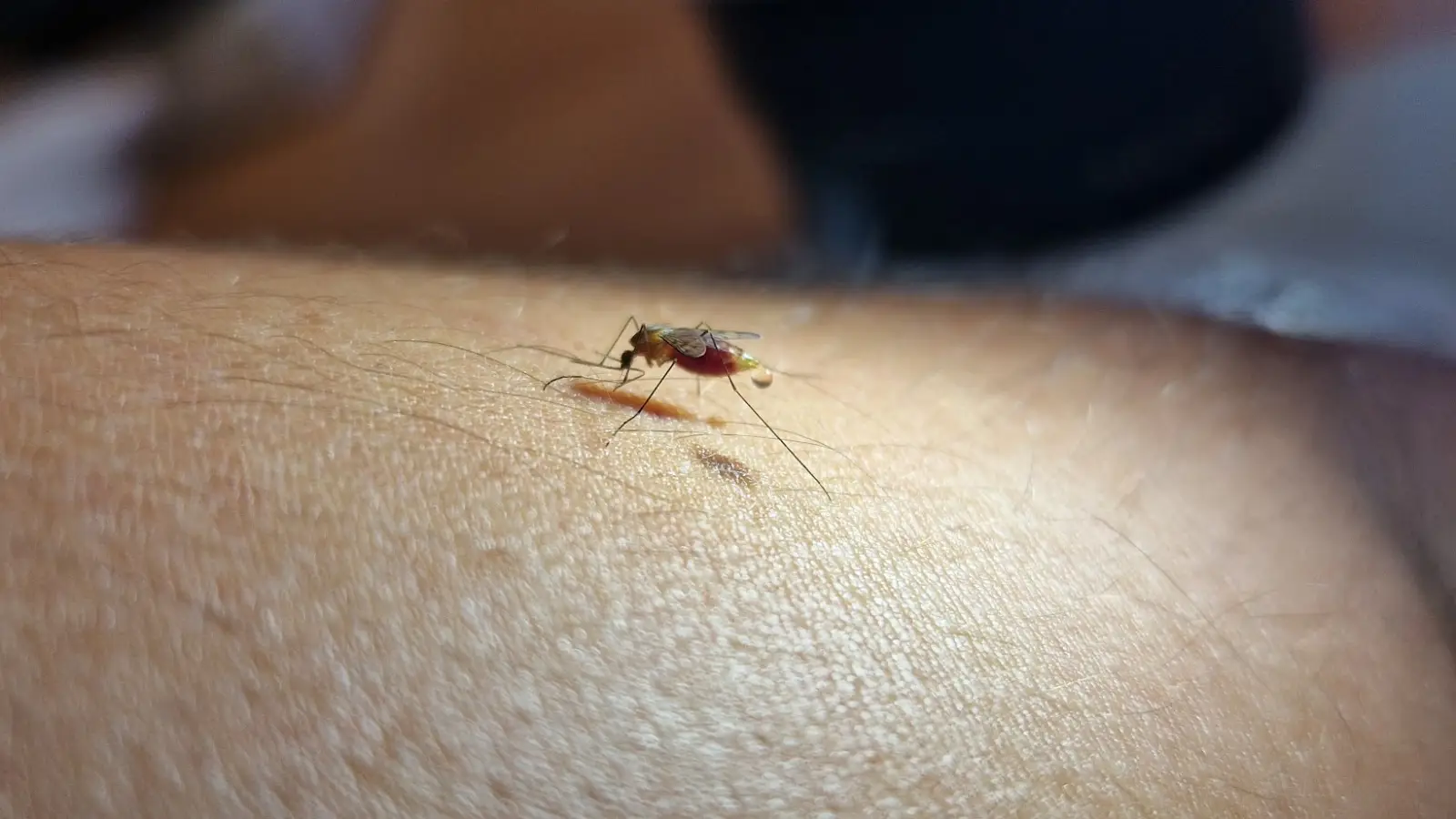Un estudio analiza la distribución de los mosquitos transmisores de la malaria en España Un estudio analiza la distribución de los mosquitos transmisores de la malaria en España