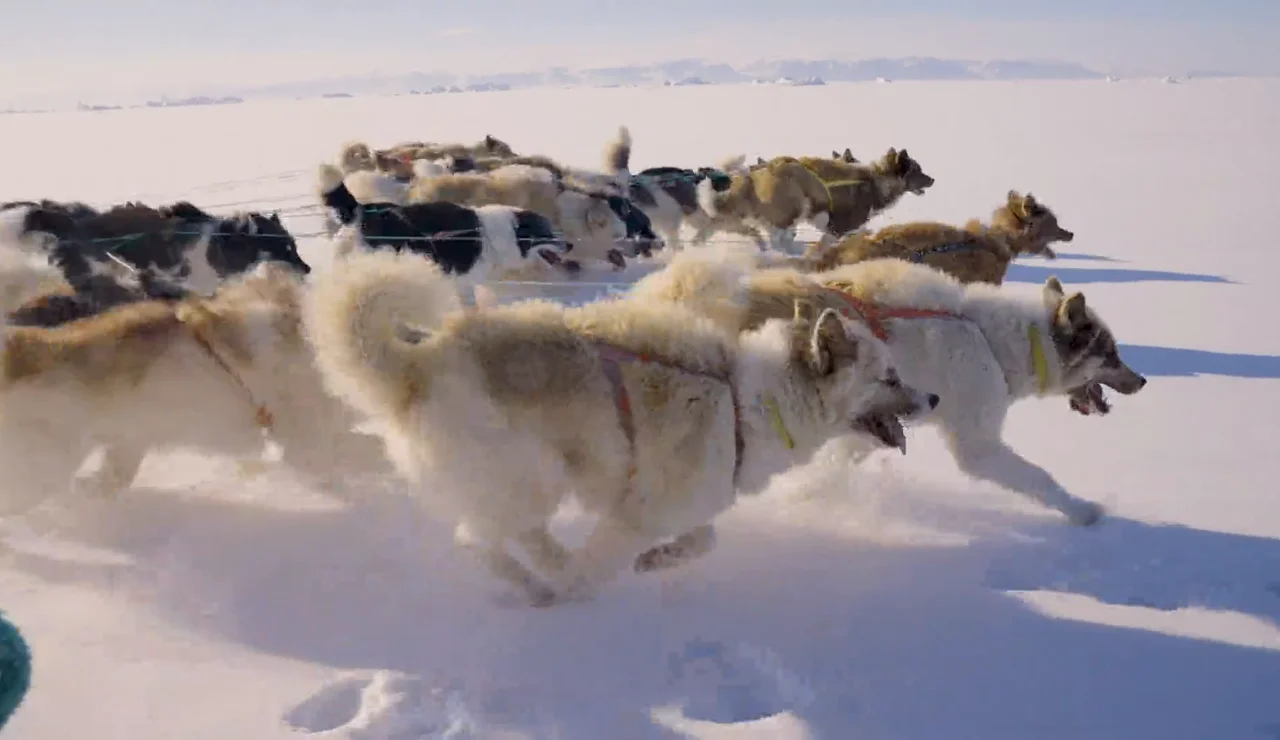 400 km en trineos tirados por los Perros de Groenlandia en el Ártico