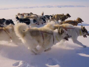 400 km en trineos tirados por los Perros de Groenlandia en el Ártico