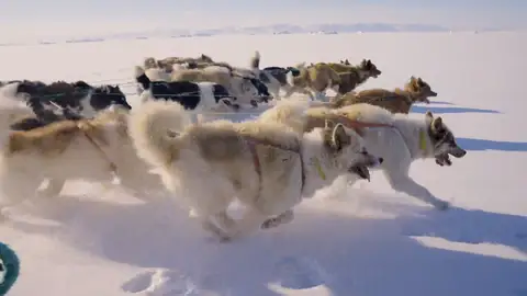 400 km en trineos tirados por los Perros de Groenlandia en el Ártico 400 km en trineos tirados por los Perros de Groenlandia en el Ártico