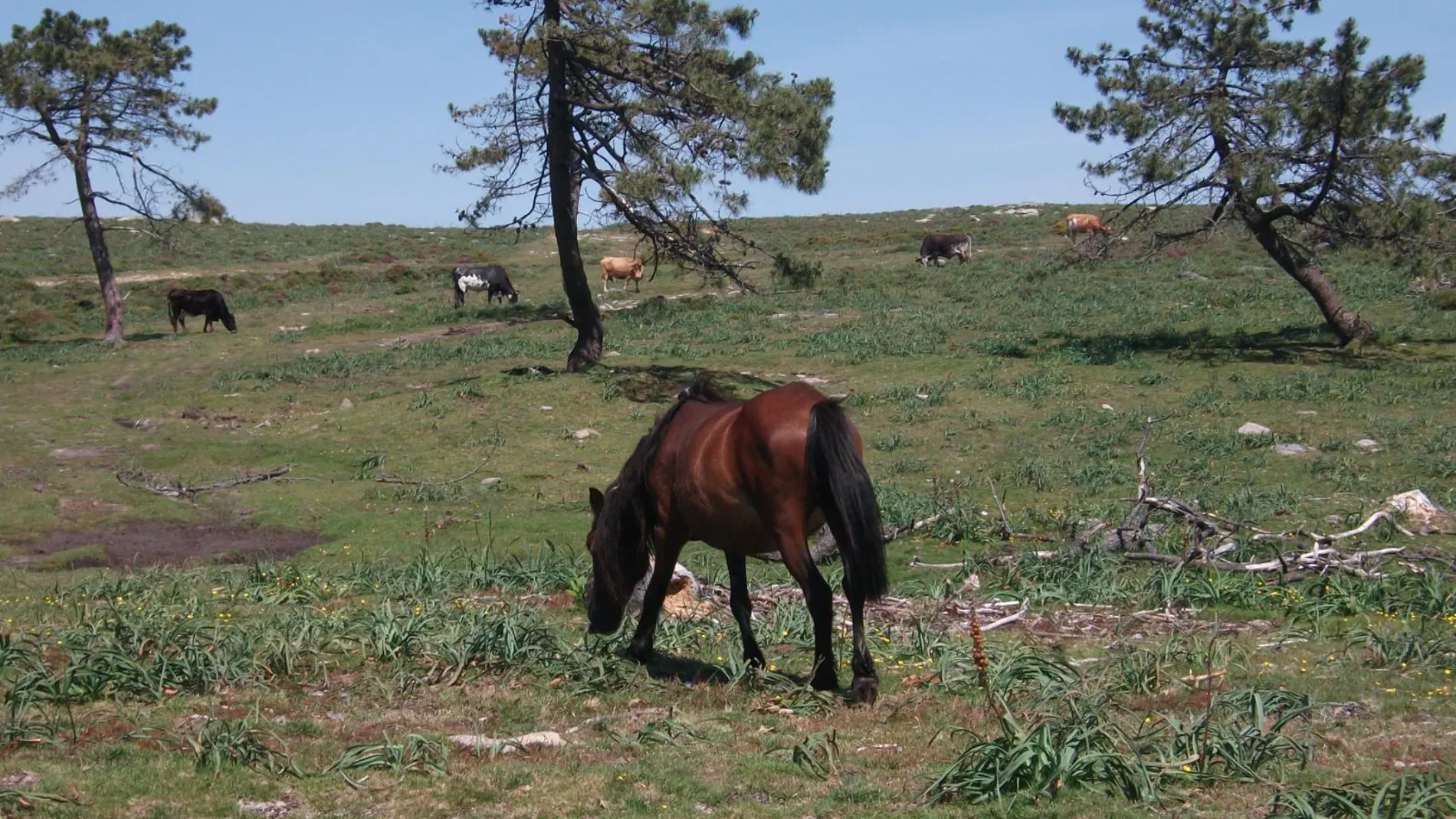 Caballos salvajes