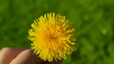 Diente de león Diente de león