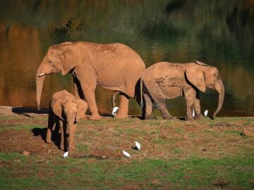 Varios elefantes africanos en el Parque Natural de Cabárceno