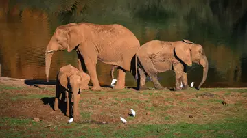 Varios elefantes africanos en el Parque Natural de Cabárceno