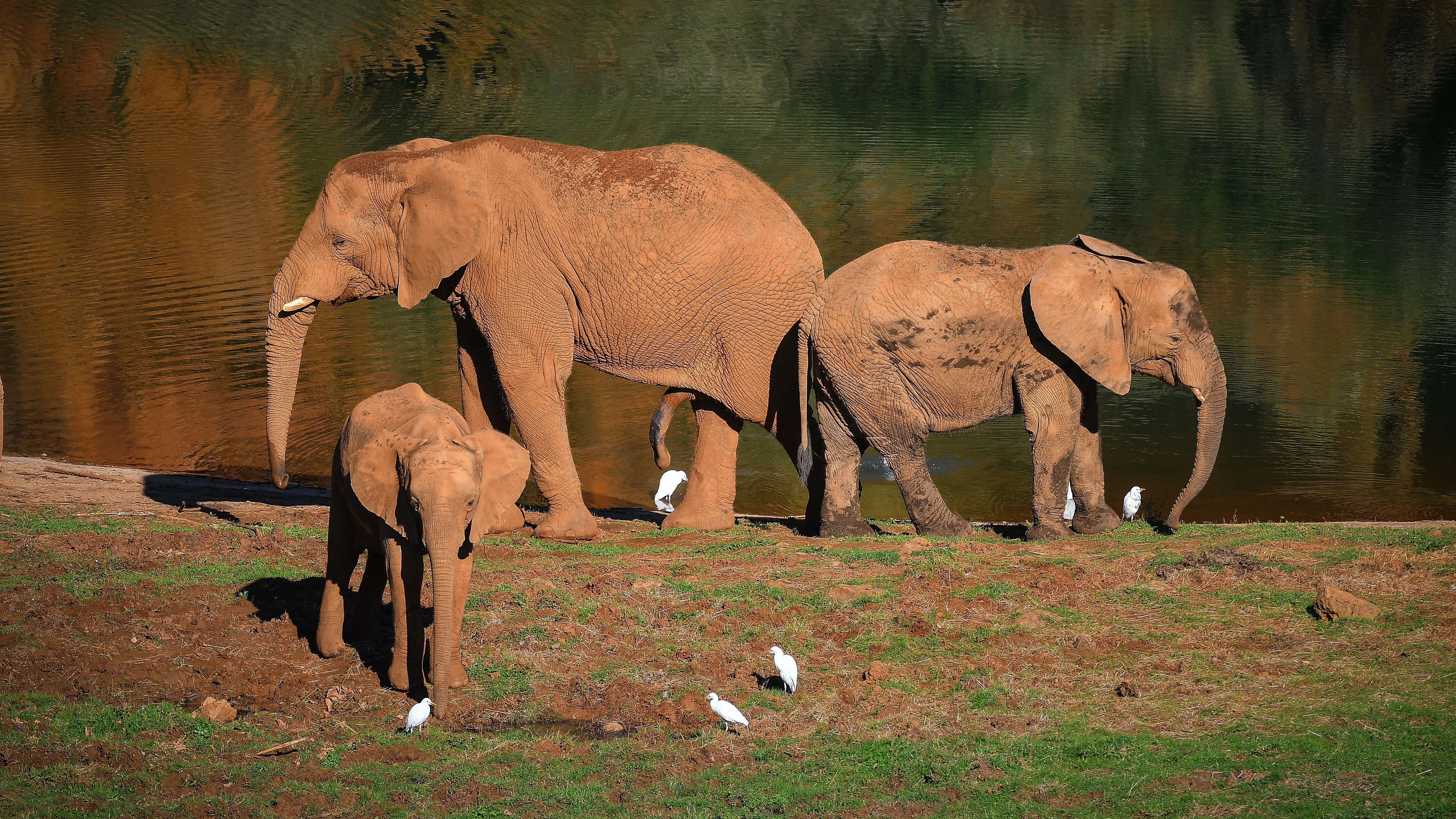 Varios elefantes africanos en el Parque Natural de Cab&aacute;rceno